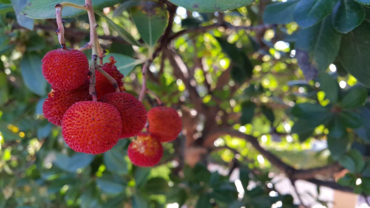 그라나다 El Jardin De La Abuela 빌라 외부 사진