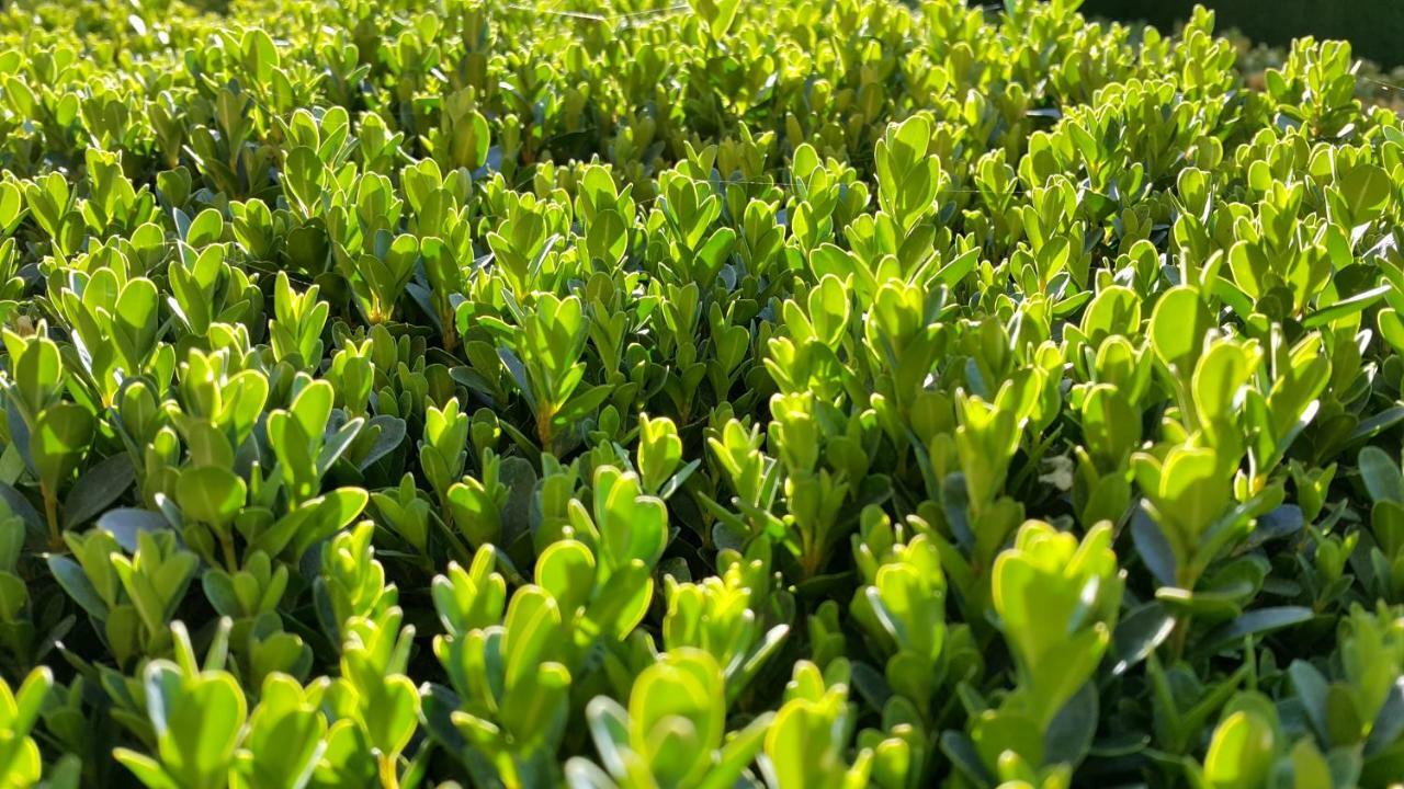 그라나다 El Jardin De La Abuela 빌라 외부 사진